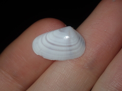 Latona columbella