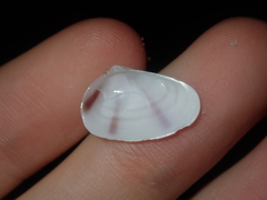 Latona columbella