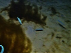 Spratelloides robustus