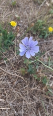 Cichorium intybus
