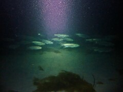 Aldrichetta forsteri