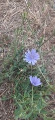Cichorium intybus