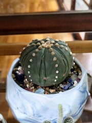 Astrophytum asterias
