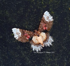 Macrohastina gemmifera