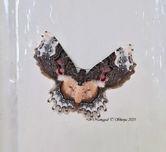 Macrohastina gemmifera