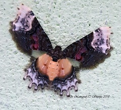 Macrohastina gemmifera