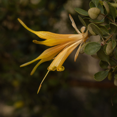 Lambertia inermis drummondii