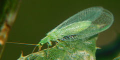 Chrysoperla carnea