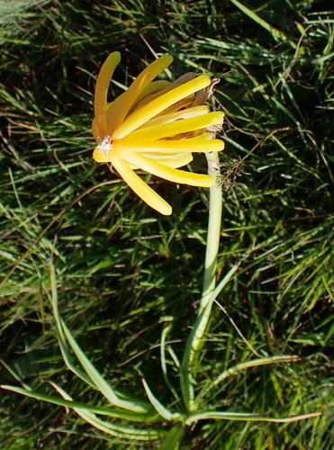 Image of Kniphofia porphyrantha by no rights reserved