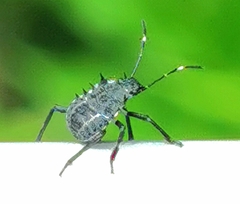 Halyomorpha halys