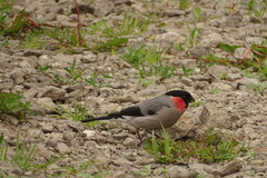 Pyrrhula pyrrhula griseiventris