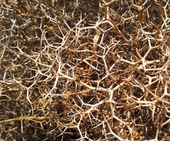 Euphorbia acanthothamnos