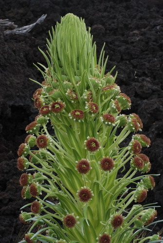 Argyroxiphium kauense