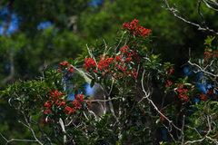 Dinosperma erythrococcum