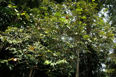 Xylopia aethiopica