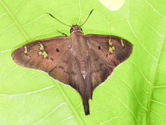 Ectomis mexicanus