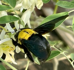 Xylocopa ruficornis