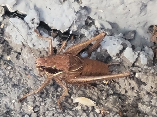 Littoral Dark Bush-cricket