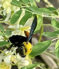 Xylocopa ruficornis