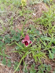 Pedaliaceae