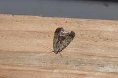 Bleninina