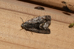 Bleninina