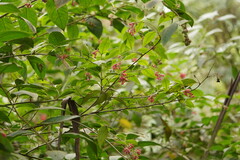 Cestrum elegans