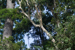 Dinosperma erythrococcum