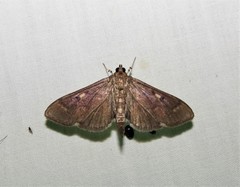 Herpetogramma sphingealis