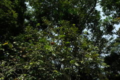 Xylopia aethiopica