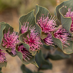 Hakea cucullata