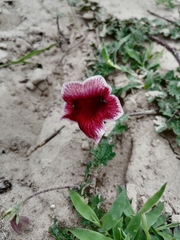 Pedaliaceae