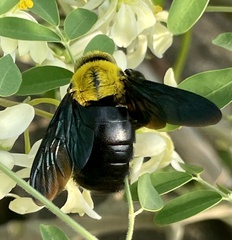 Xylocopa ruficornis
