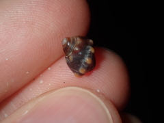 Echinolittorina australis