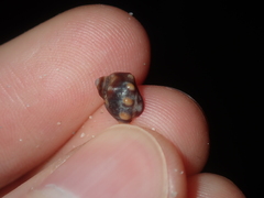 Echinolittorina australis