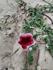 Pedaliaceae