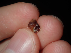 Echinolittorina australis