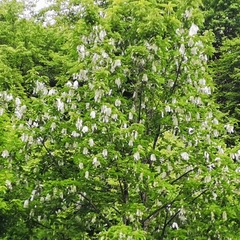 Davidia involucrata