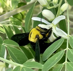 Xylocopa ruficornis