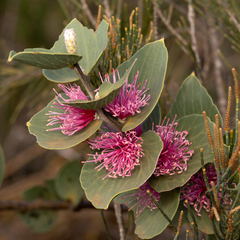 Hakea cucullata