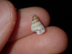 Rhinoclavis bituberculata