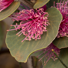 Hakea cucullata
