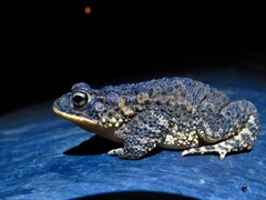 Incilius coccifer