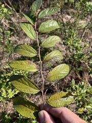 Grewia retusifolia