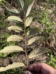 Grewia retusifolia