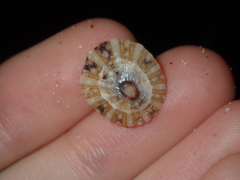 Cellana radiata