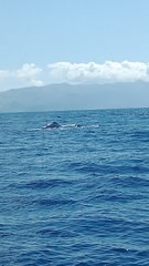 Physeter macrocephalus