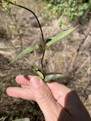 Leichhardtia viridiflora