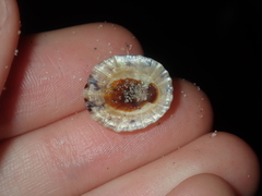 Cellana radiata