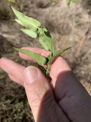 Leichhardtia viridiflora